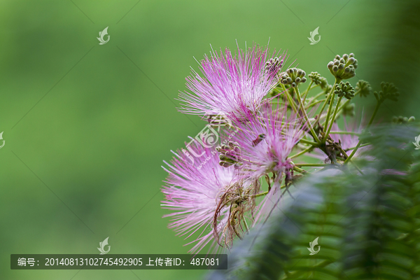 合歡花
