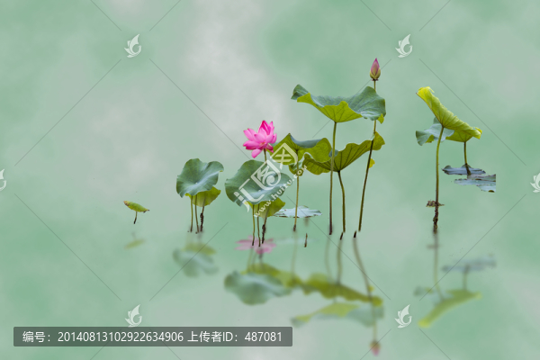 創(chuàng)意荷花