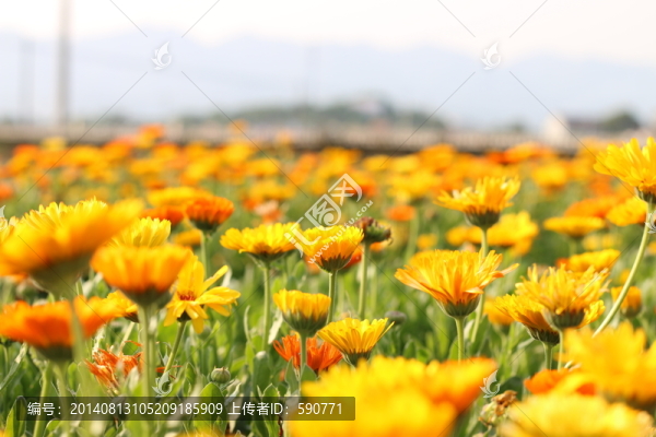 花海