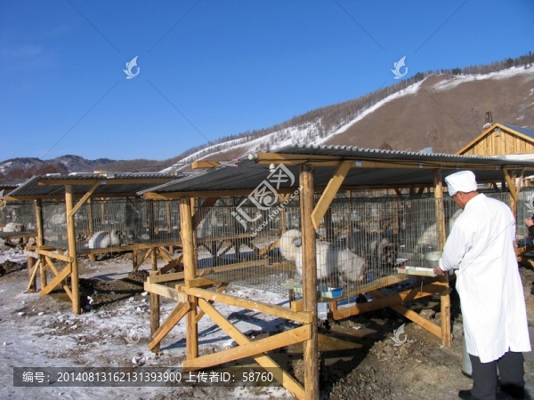 大興安嶺,人工飼養(yǎng)北極狐
