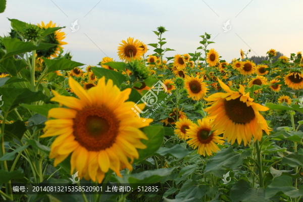 向日葵