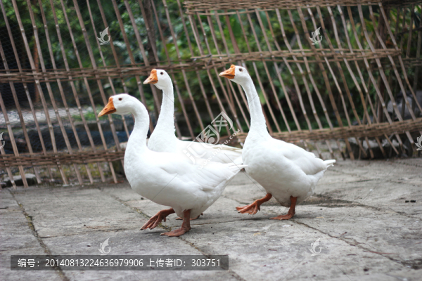 鵝鴨