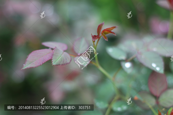 枝葉