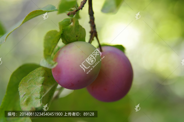 成熟的李子