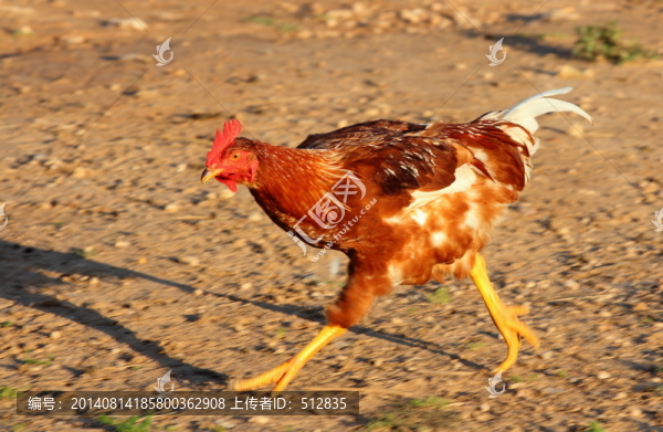 公雞