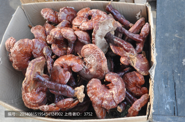 靈芝