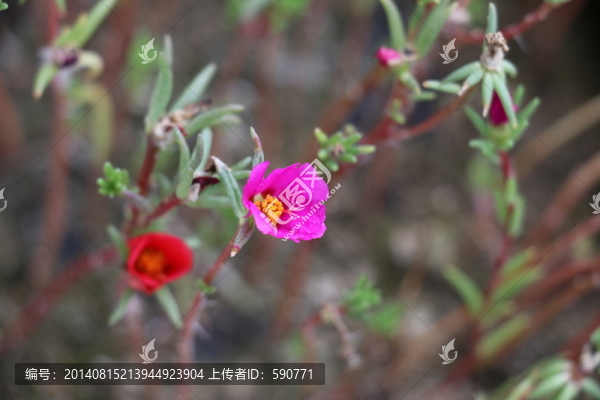 粉色紅色太陽花微距攝影