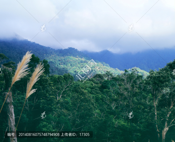 海南五指山原始森林