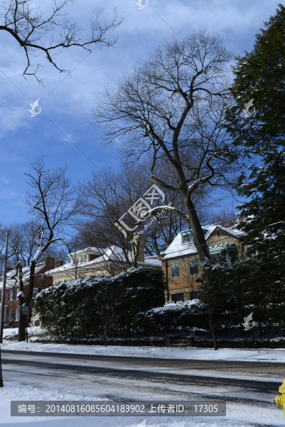 冬雪