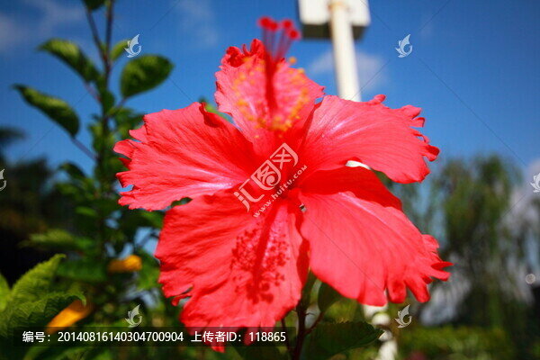 朱槿花,扶?；?佛槿,中國薔薇