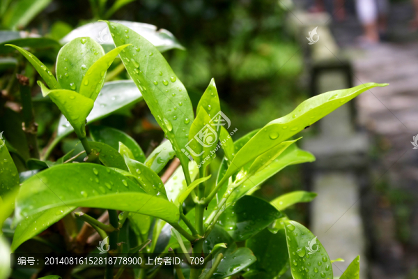 綠色茶葉