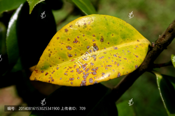 發(fā)黃葉子