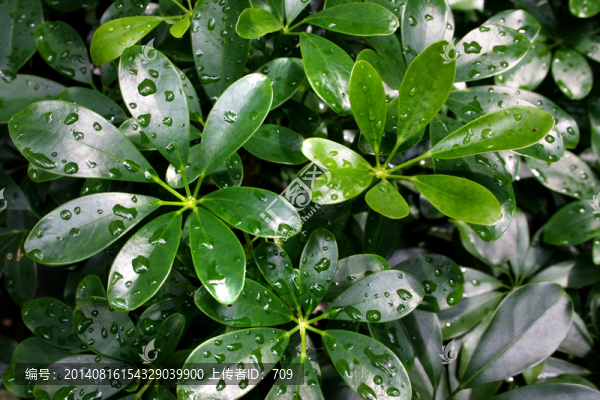 雨后的葉子