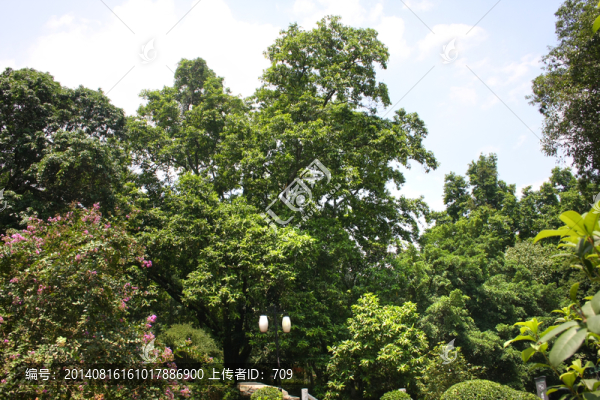 叢林風(fēng)景