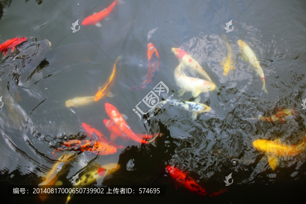 金魚
