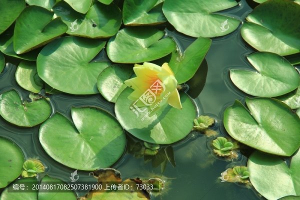 荷花,蓮花,荷葉,,蓮花葉