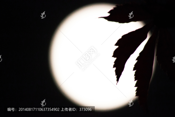 楓葉圓月