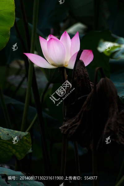 荷花