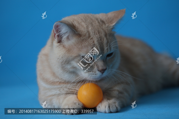 貓