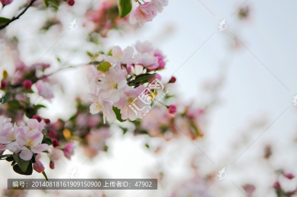 櫻花