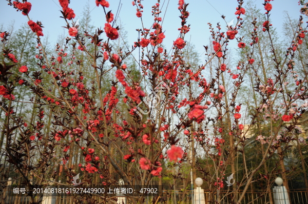 碧桃花