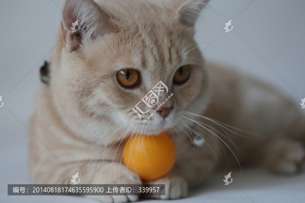 貓