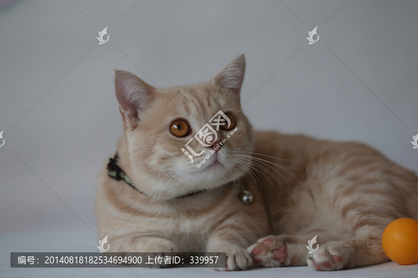 貓