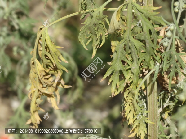 蔫吧的草,初秋