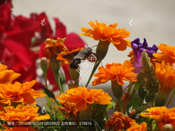 花叢中的蜂鳥