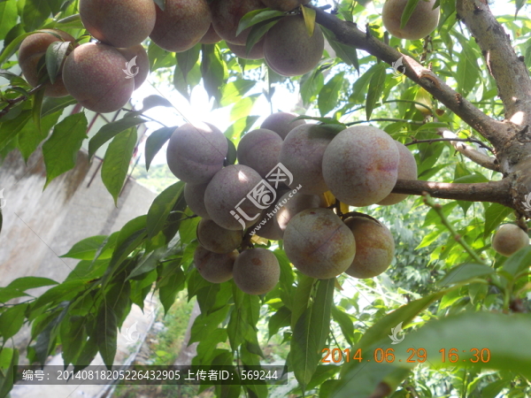 三華李