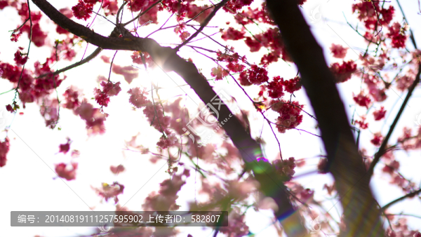 櫻花