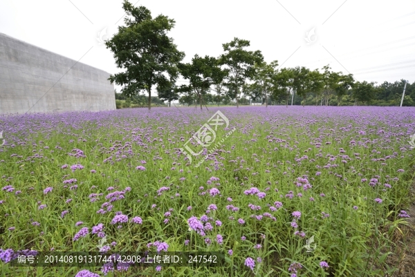 馬鞭草