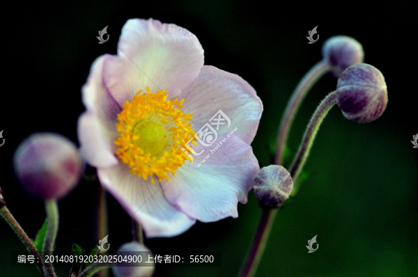 野棉花