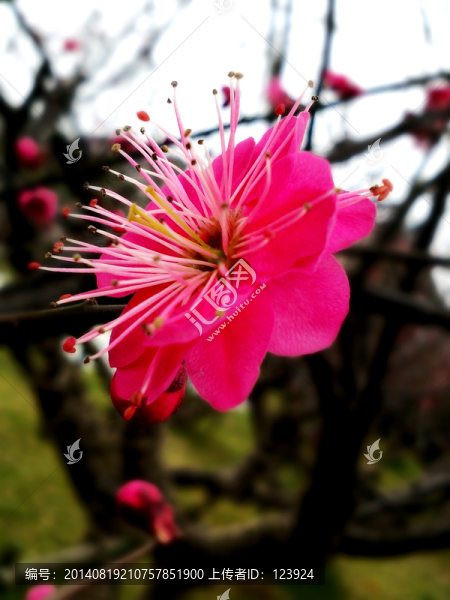 梅花