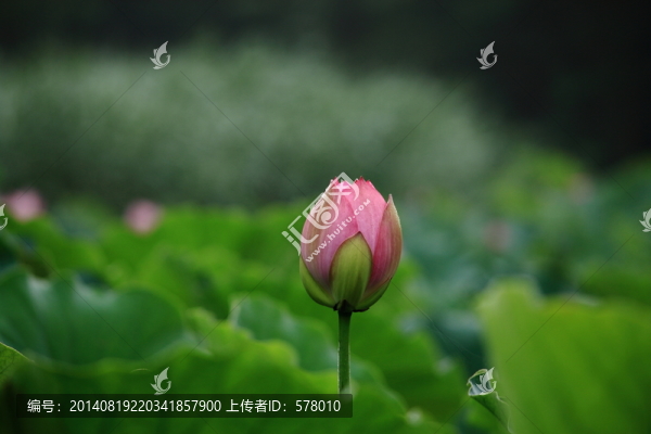 荷花