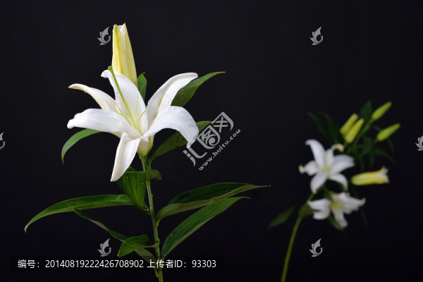 百合花