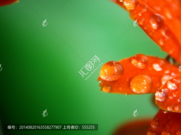 非洲菊