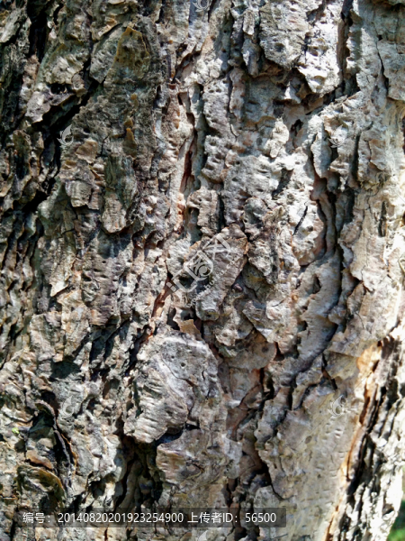 樹皮紋理