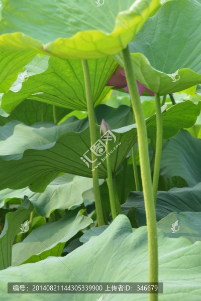 荷葉