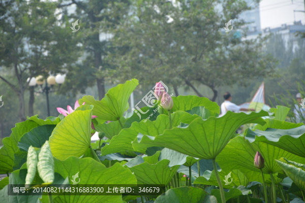 荷花