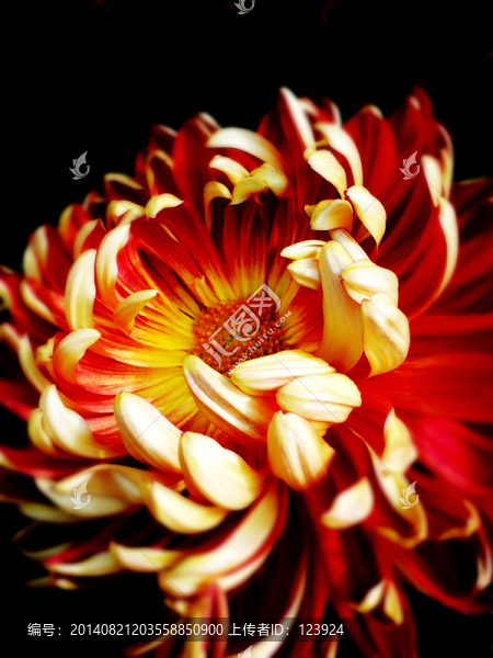 菊花