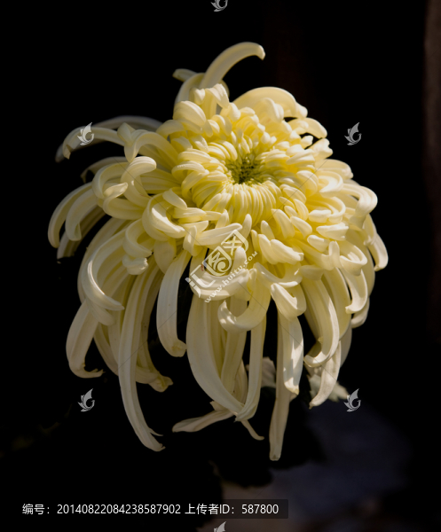 菊花