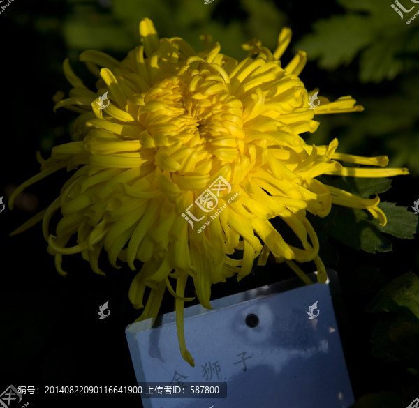 菊花
