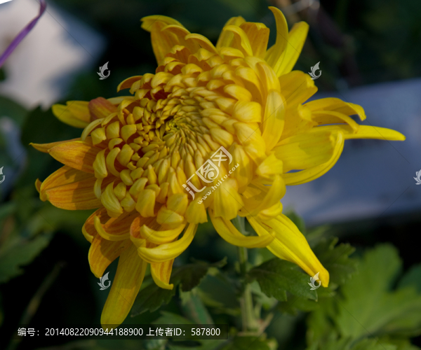菊花