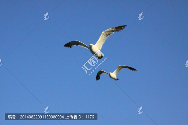 海鷗
