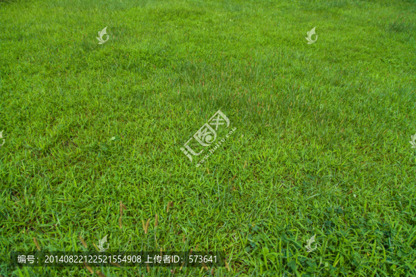 草地