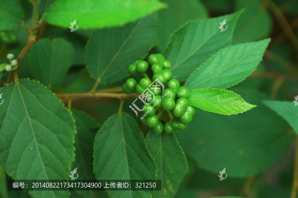 野果子