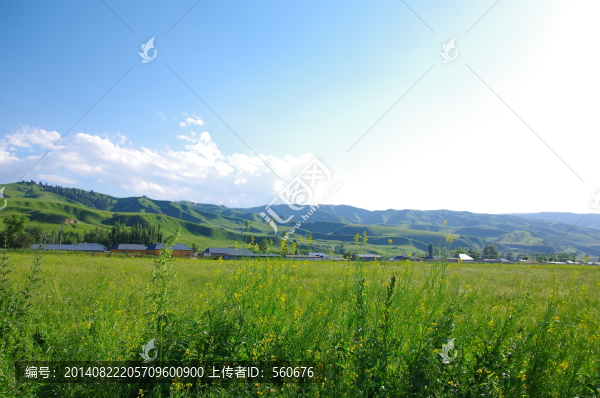 草地,草原