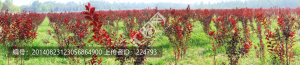 迷人的防護(hù)林