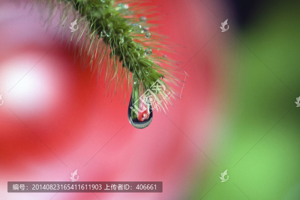 狗尾巴草